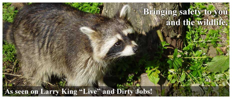 Front Page Raccoon Banner