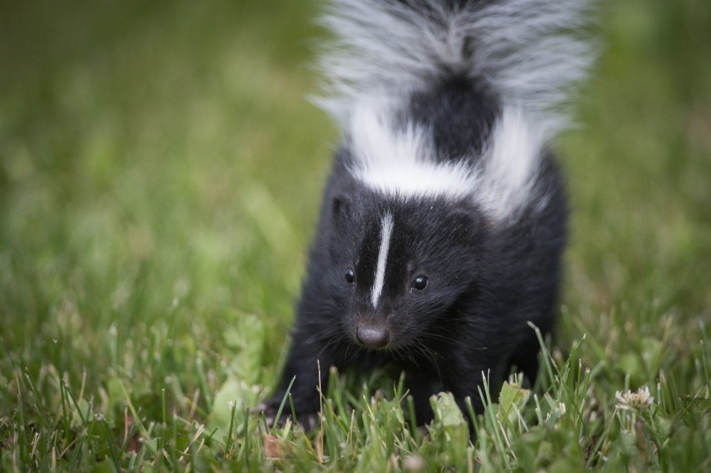 5 Things to Know About Skunk Breeding Season - Animal Capture Wildlife ...