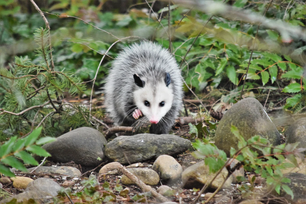 Understanding Why Opossums Come to Your Home