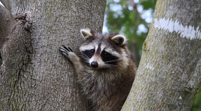 best-jungle-life-raccoon-raccoon-pics-and-raccoon-wallpapers