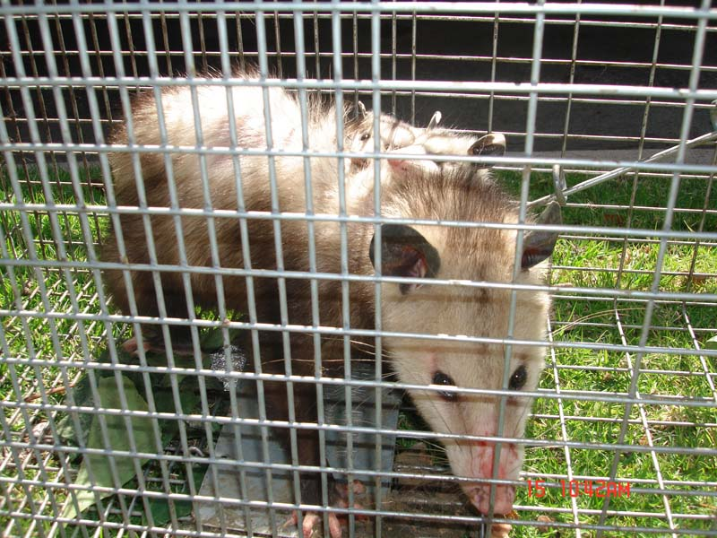 Opossum trapped