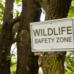 Preventing Dangerous Encounters with Wildlife While Hiking - Animal ...