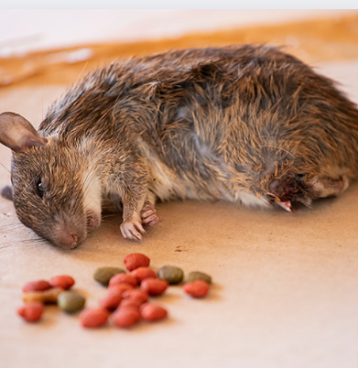 The Dangers of Using Rat Poison for Your Infestation