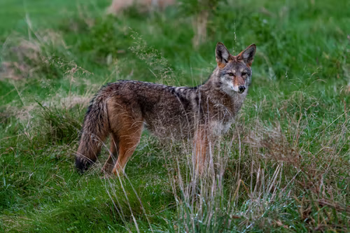 coyotes