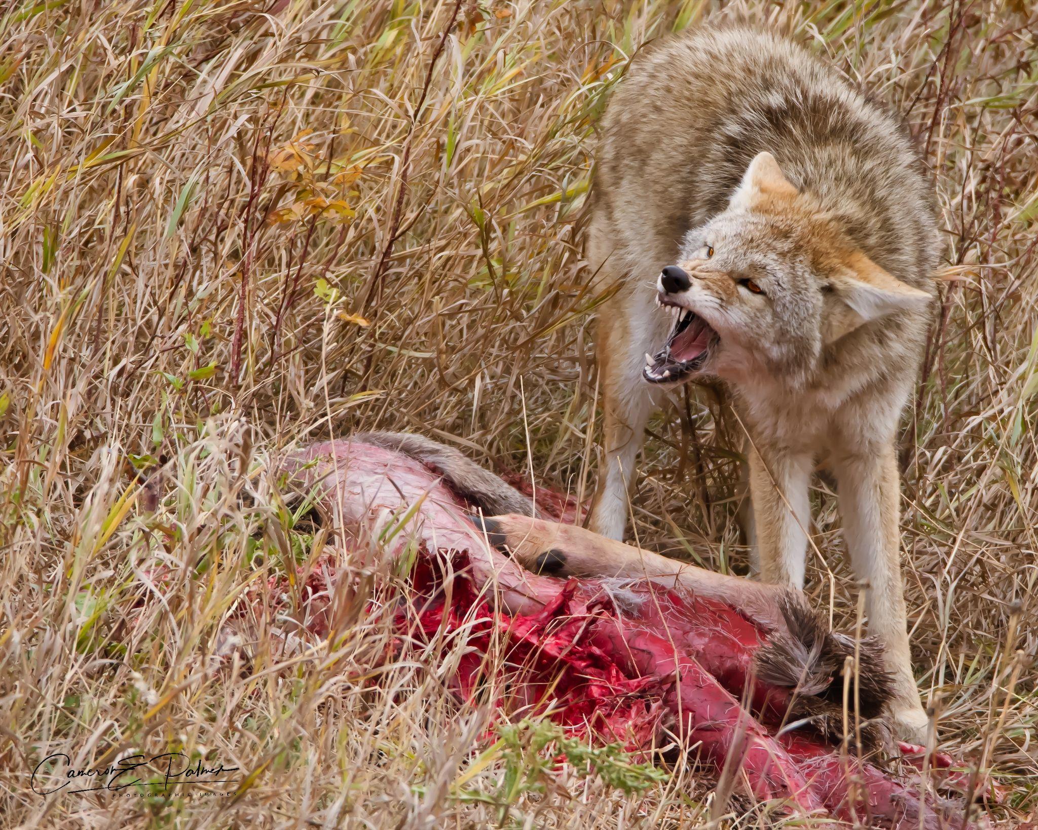 Coyote Protecting Deer Kill