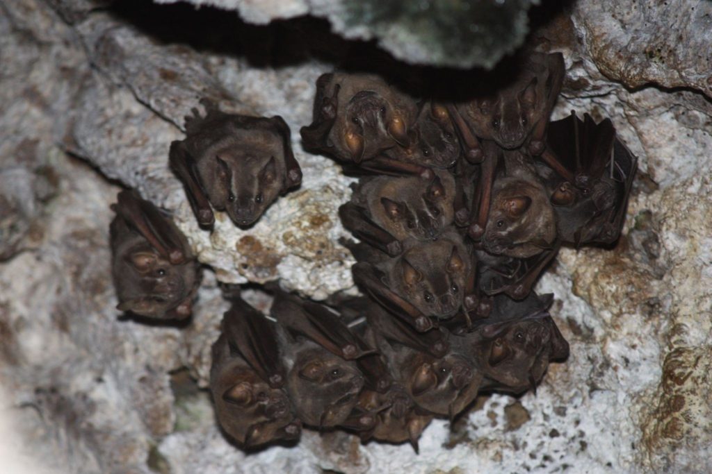 Bat Migration Here S What You Need To Know Animal Capture   Mexican Freetail Bats 1024x683 