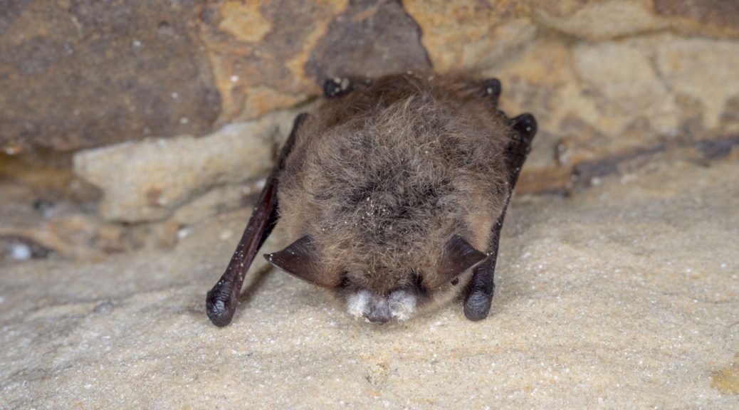 Bat with white nose syndrome