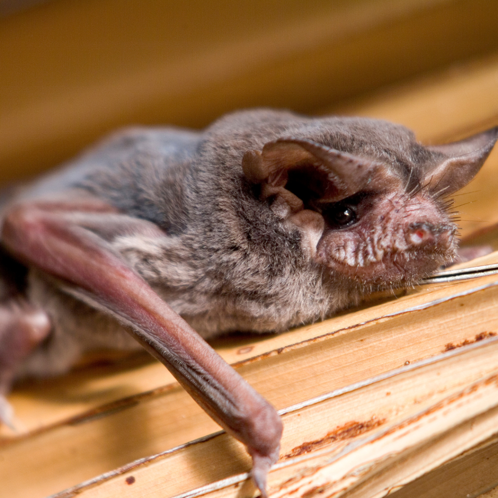 Mexican freetailed bat laying on wood