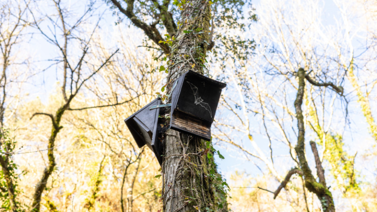 Examining The Advantages And Disadvantages Of Bat Houses   Bat House Installed On Residential Property 768x432 