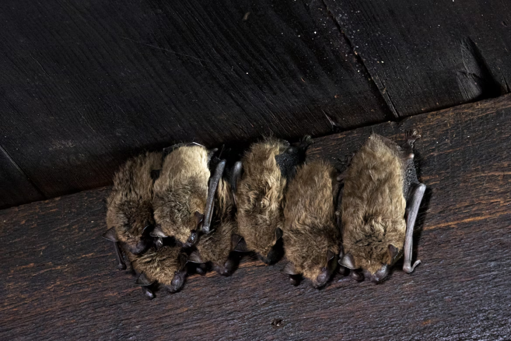 Group of bats infesting a attic inside a residential home