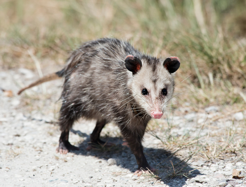 Unveiling Opossum Myths: Separating Fact from Fiction