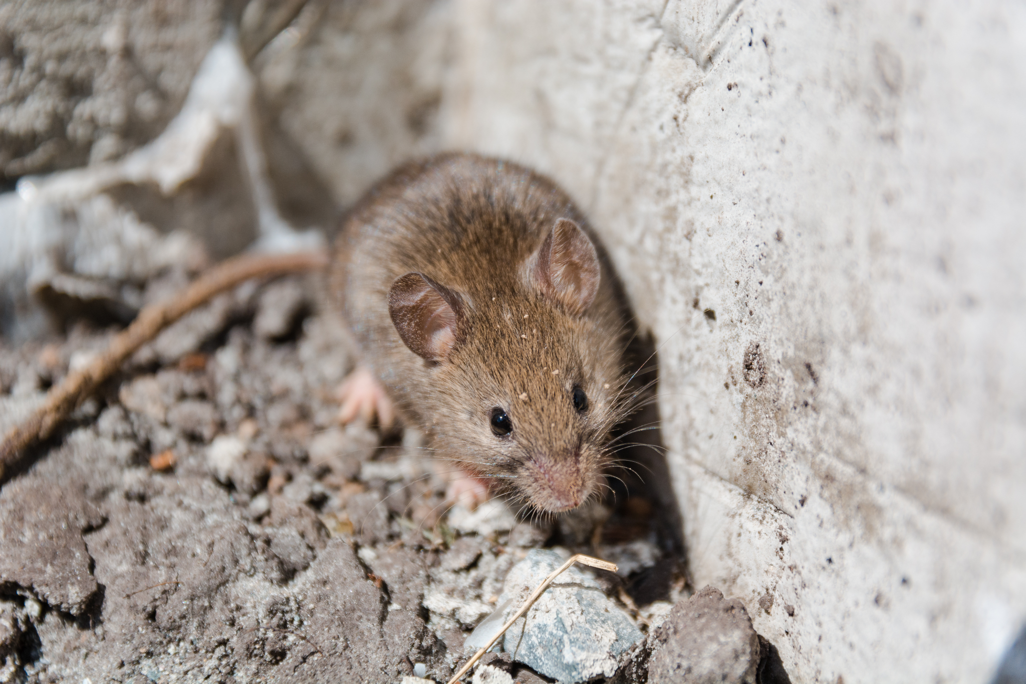 Mouse in the Attic - How to Get Rid of Mice In the Attic