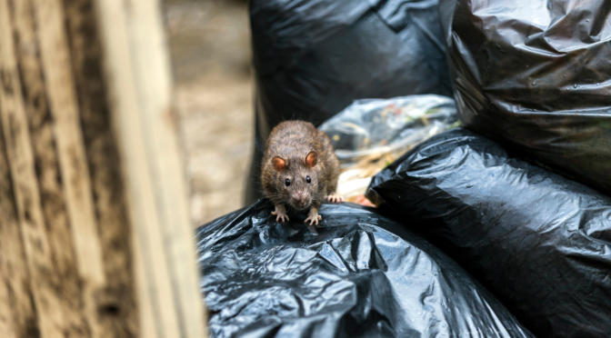 6 All Natural Rat Repellents To Keep Those Pests Away Animal Capture   Rat Infestation In Garbage Area 672x372 