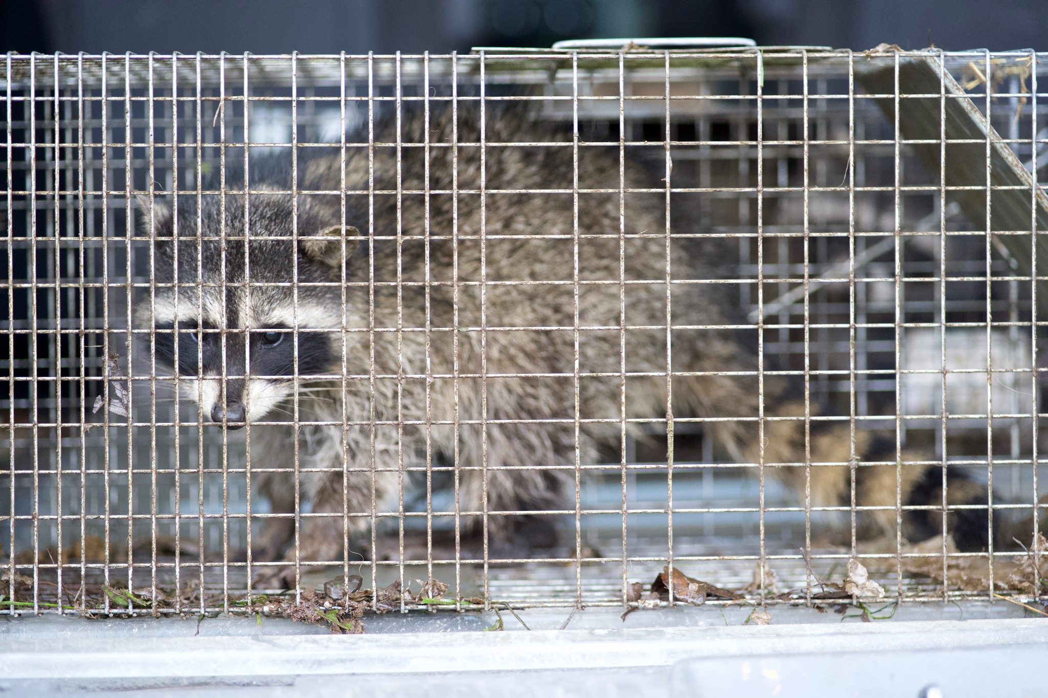 https://www.animalcapturewildlifecontrol.com/blog/wp-content/uploads/2023/10/raccoon-humanely-captured-by-animal-capture-wildlife-control.png