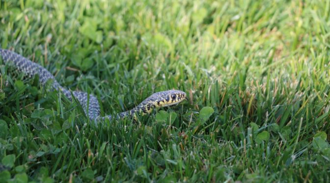 What Attracts Snakes Into Your Yard - Animal Capture Wildlife Control