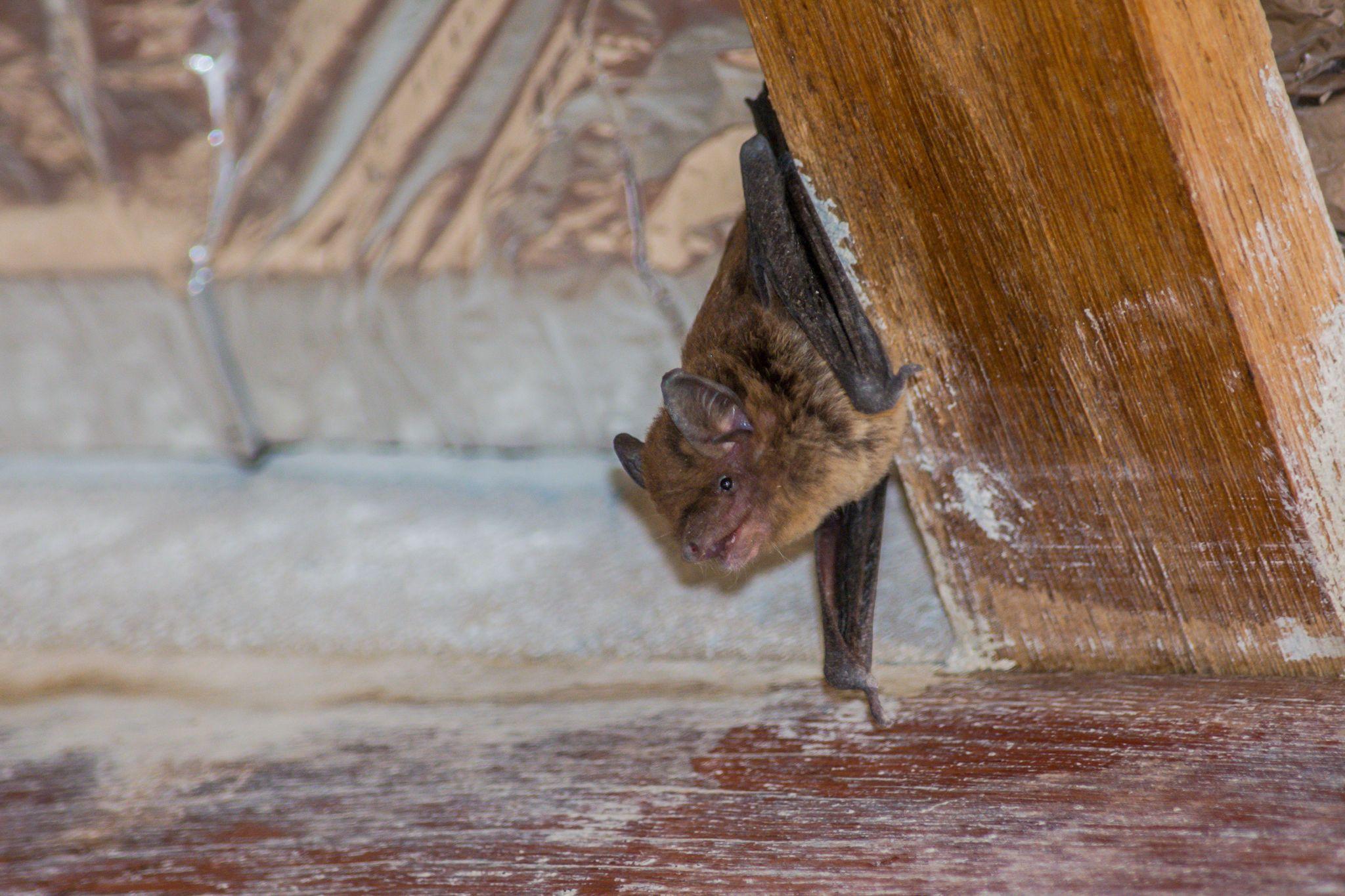 Bat infestation in a restaurant