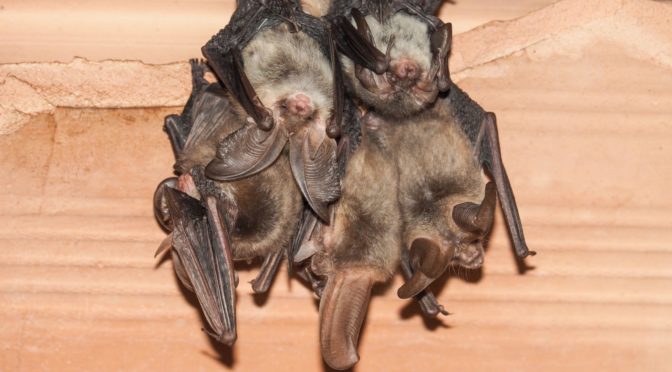 Everything You Need to Know About Histoplasmosis and Bats - Animal ...