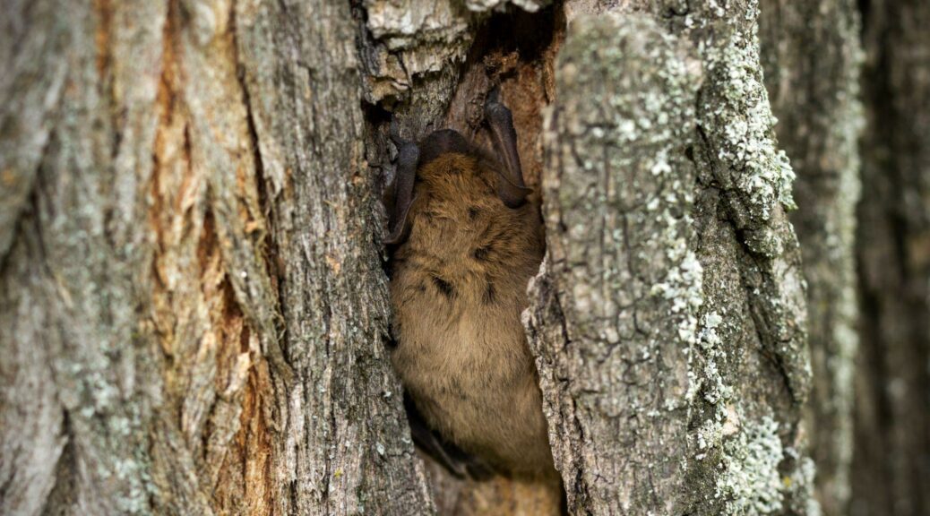 Bat in tree