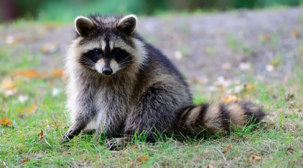 Rabies in Raccoons