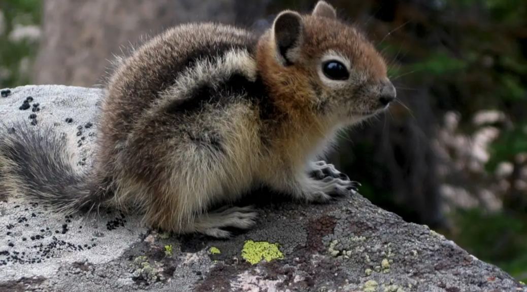 Squirrels in Los Angeles