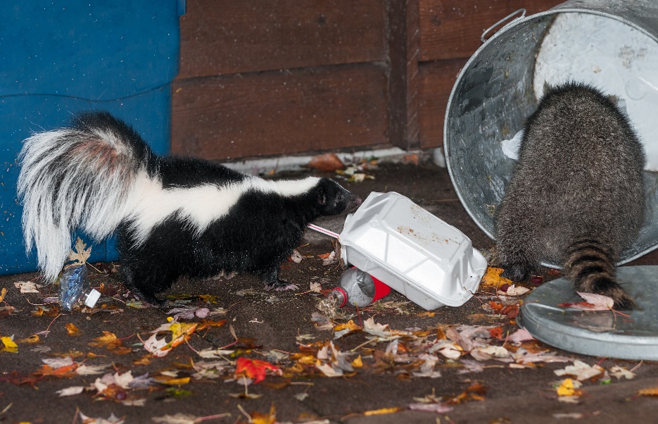 skunk and raccoons are looking for food near dustbin