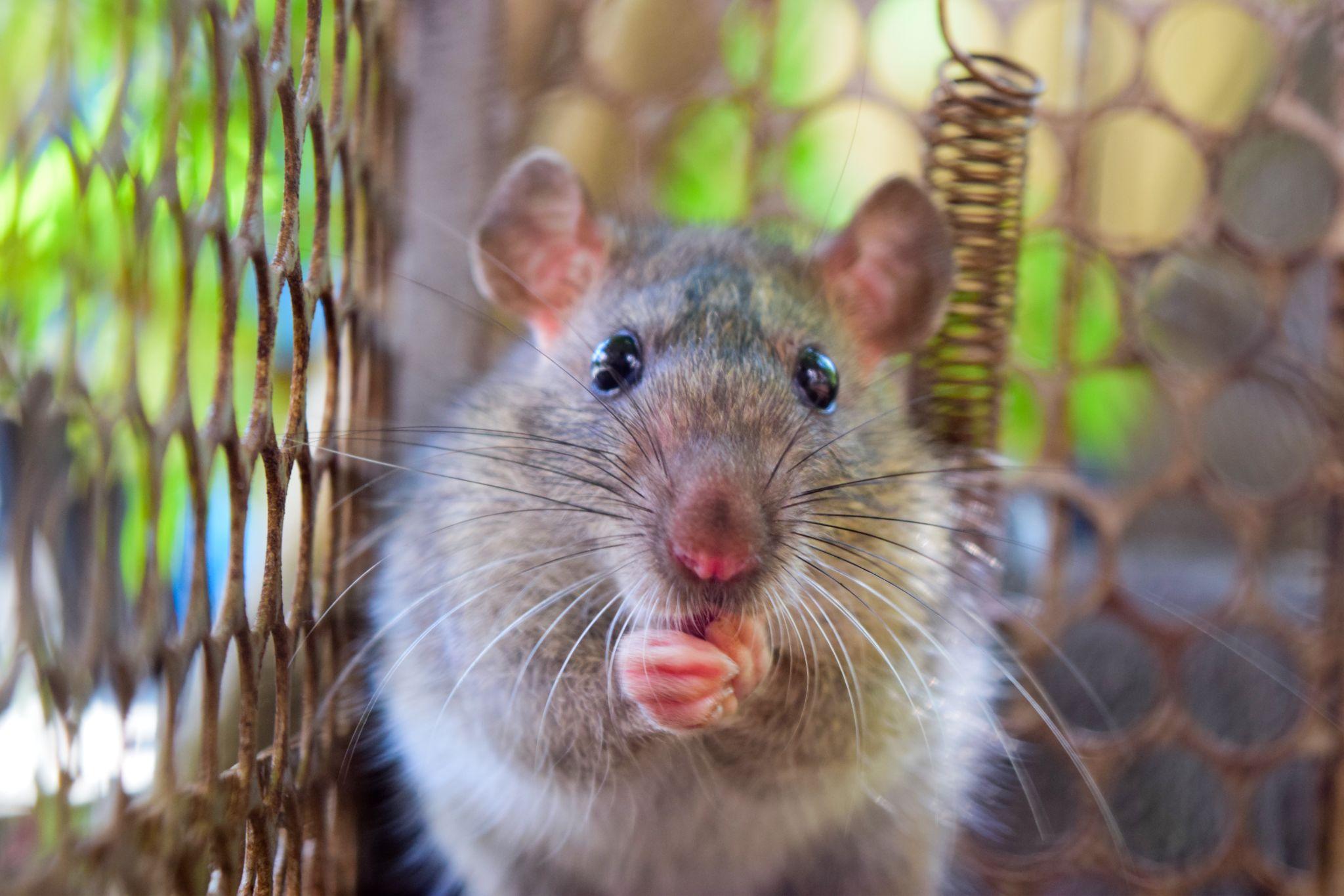 A rodent in a trap after being caught