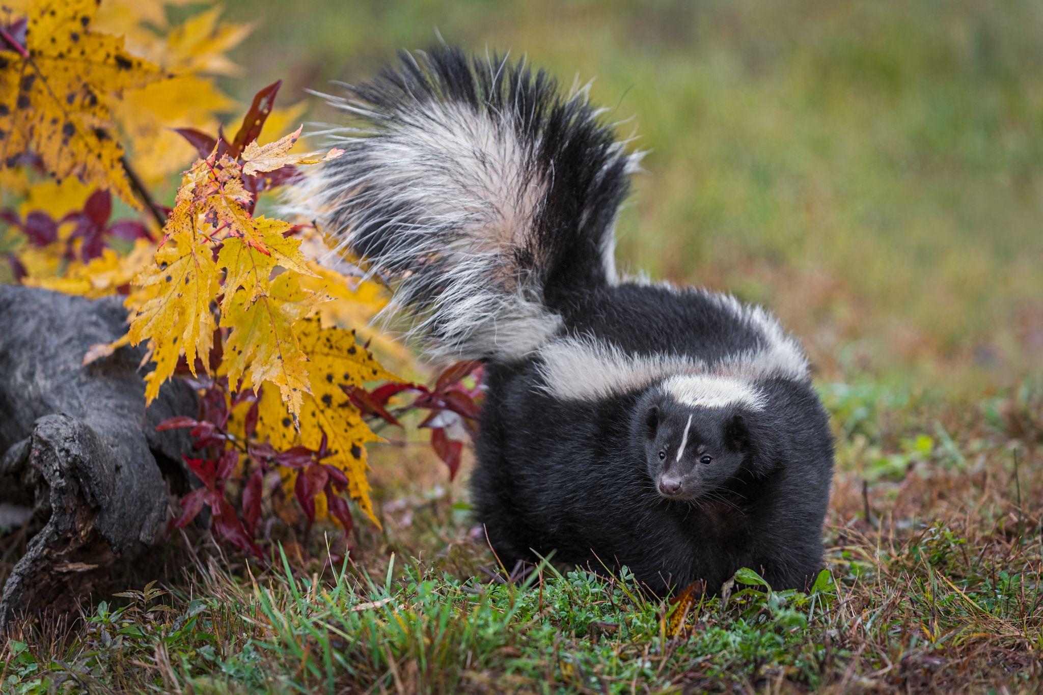 A skunk out in nature