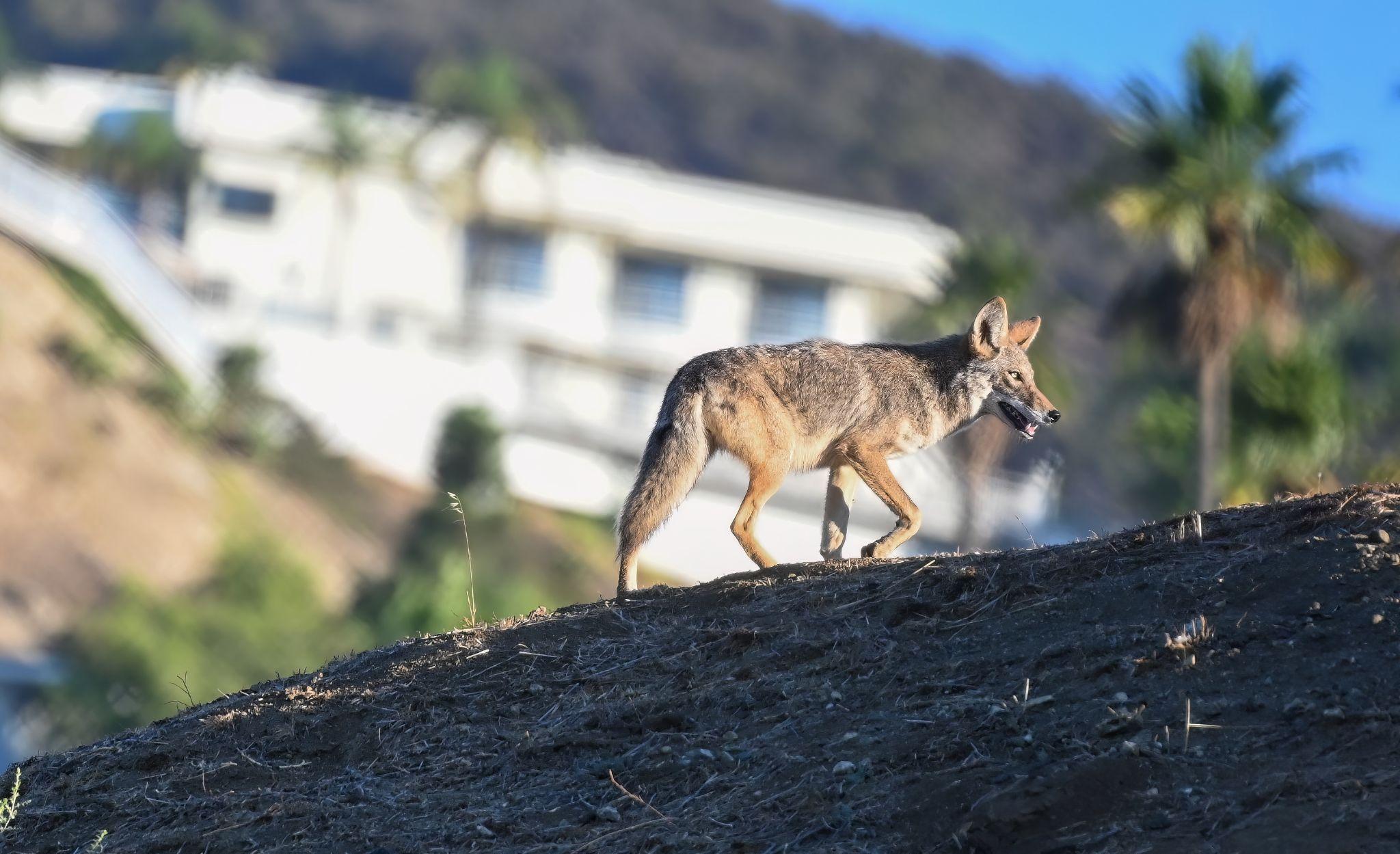 An urban coyote in Newport beach, California 