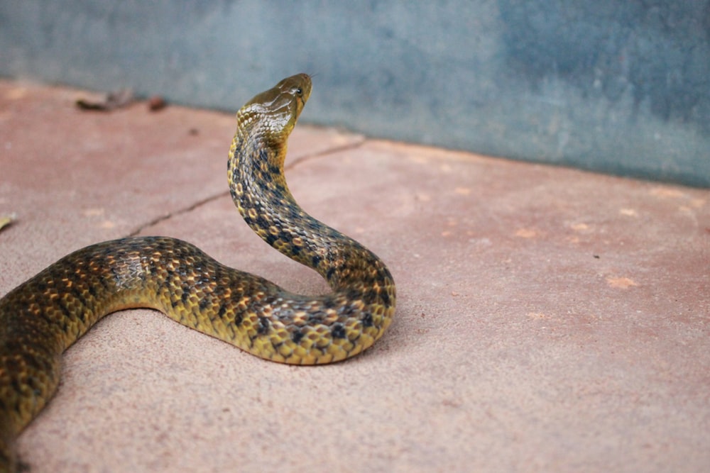 black and brown snake trying to climb