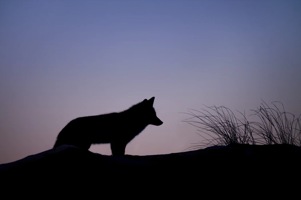 lone wolf at sunset