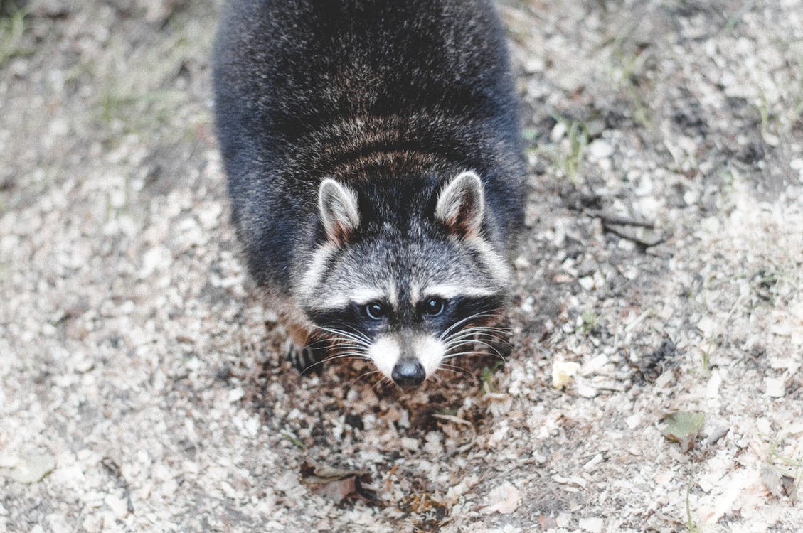 portrait of a racoon in National Park