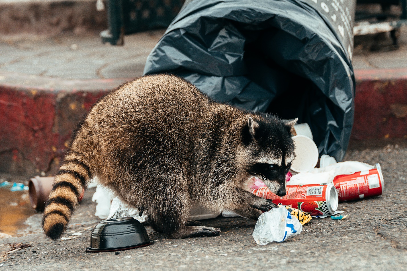 raccoon digging in a garbage