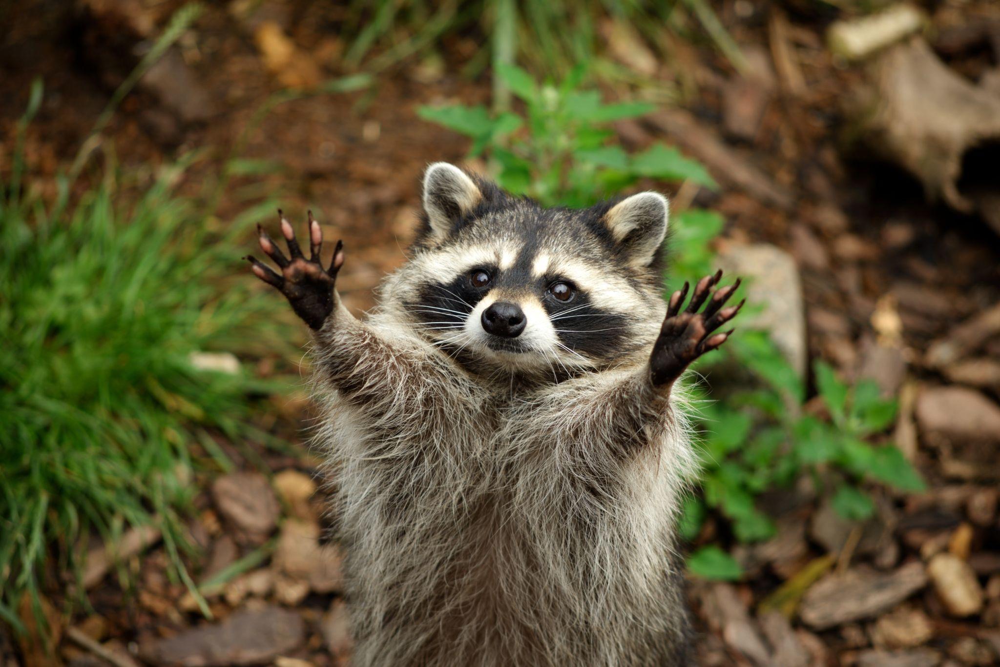 Raccoon reaching out