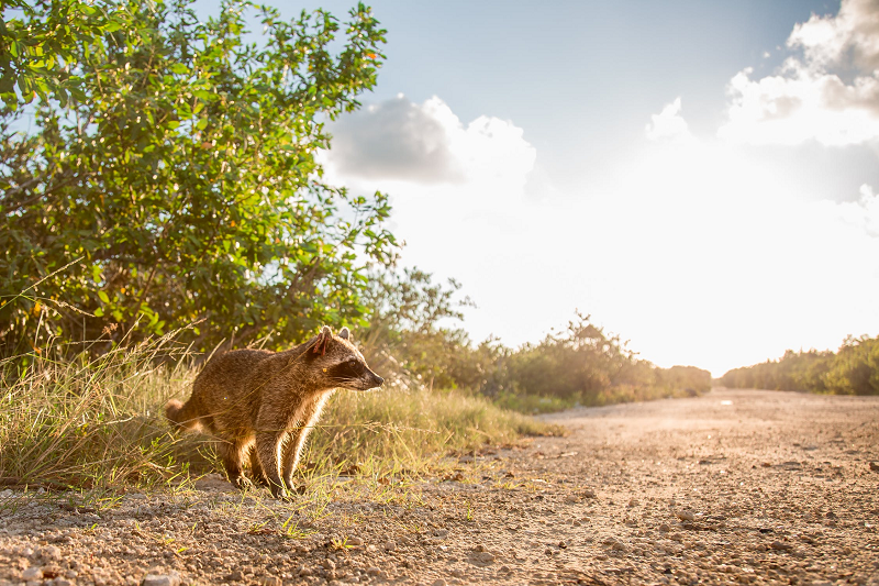 Raccoon Walking on Sand