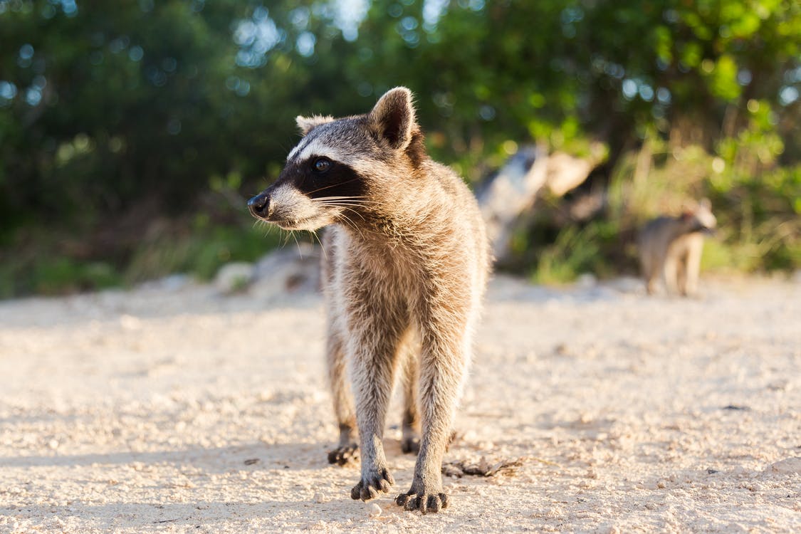 Raccoon Walking on Sand