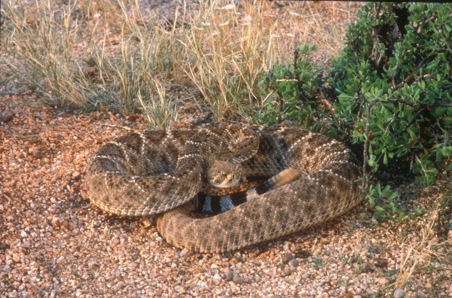 rattlesnake