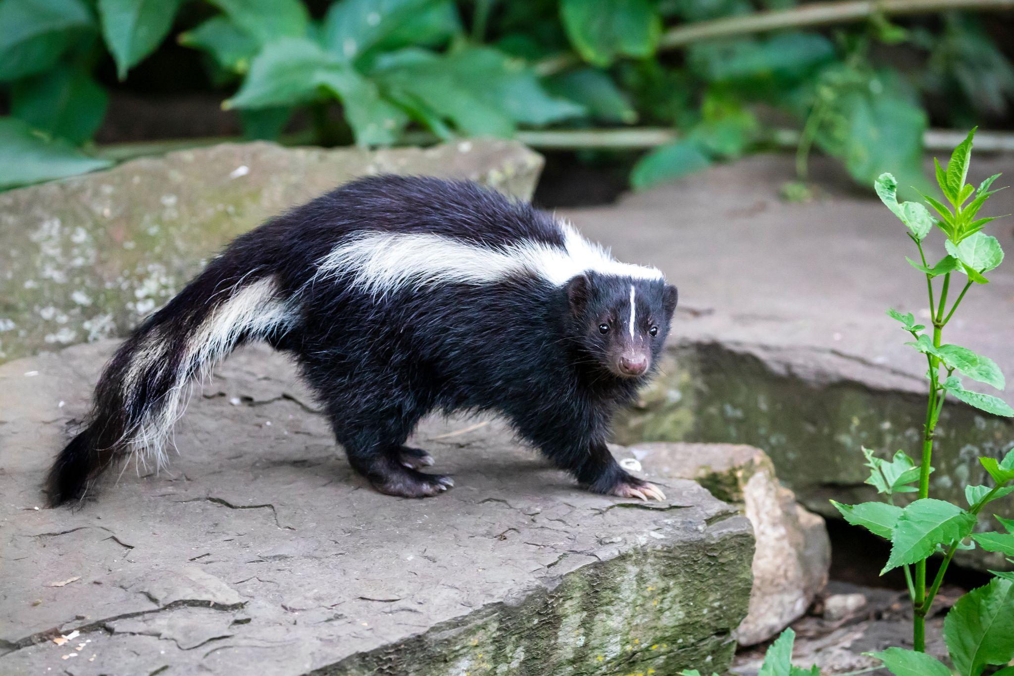 A wild skunk in a threatened position on a rock