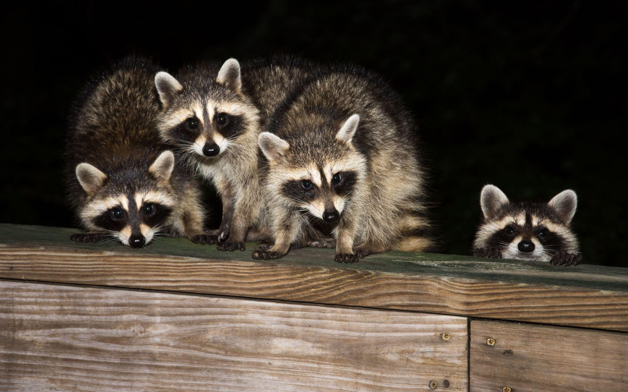 San Jose Wildlife Removal