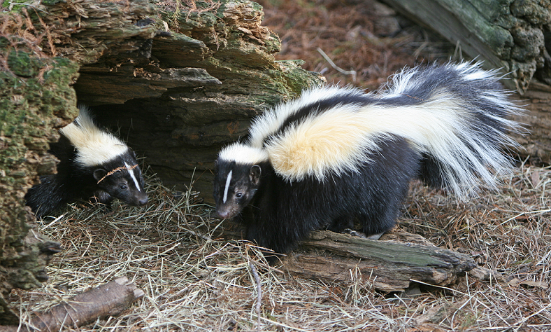 skunk burrows