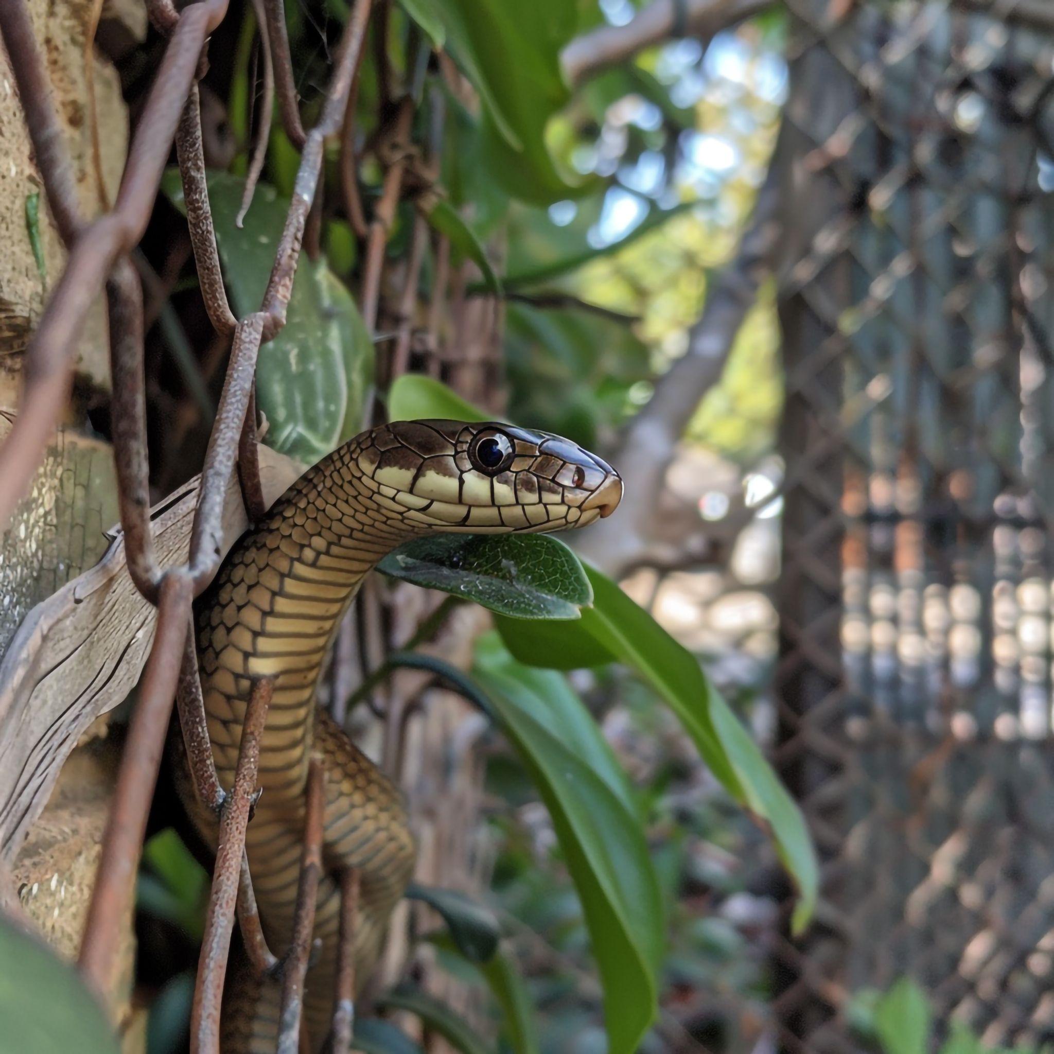 Snake Fencing in San Diego