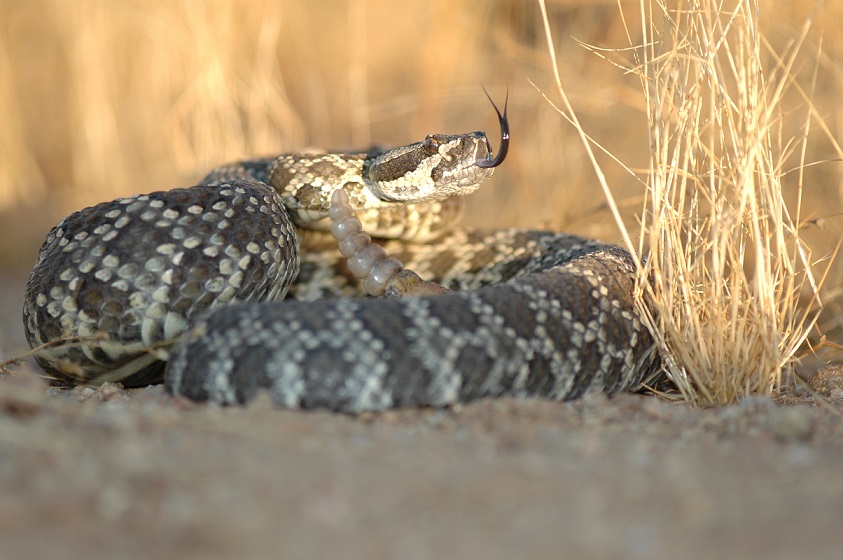 Rattlesnakes are common in Beverly Hills