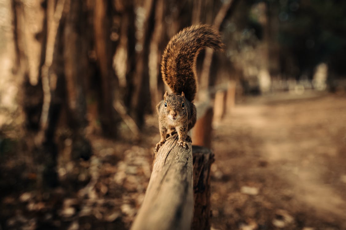 squirrel on wood fence in a park