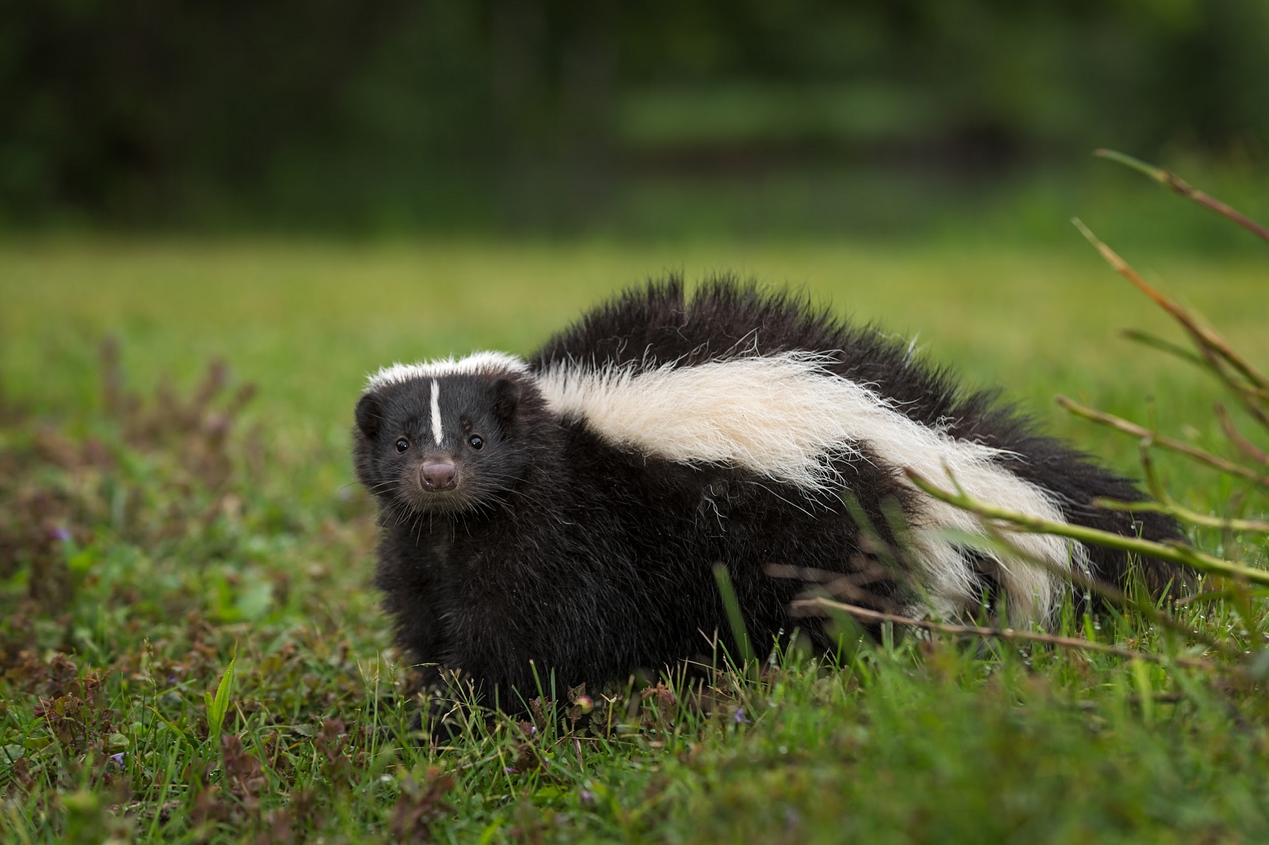 Striped Skunk Looks Out from Ground