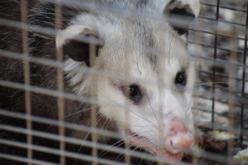 trapping and removal of raccoons