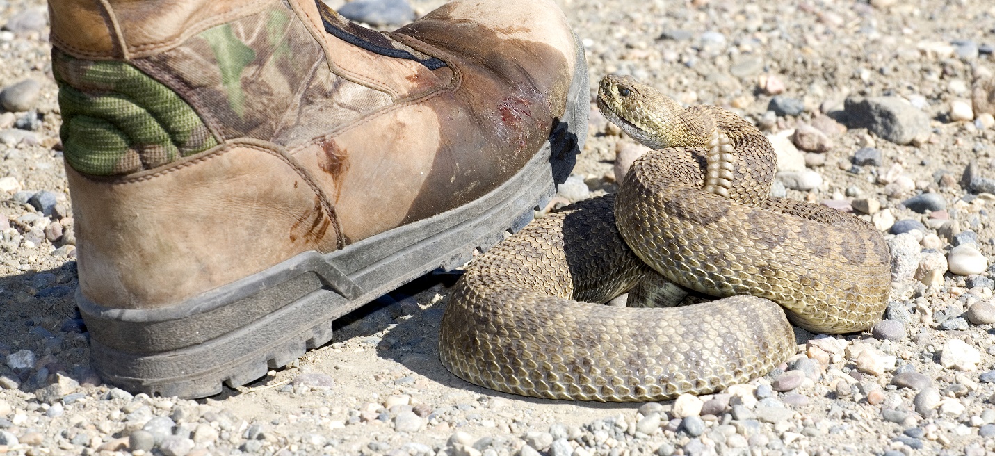 Snake looking at Boots